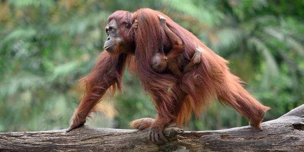 What's the Fuss About Palm Oil? | Valor Organics
